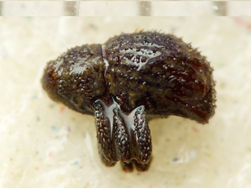 Acalles (Acalles) echinatus (Germar, 1824)